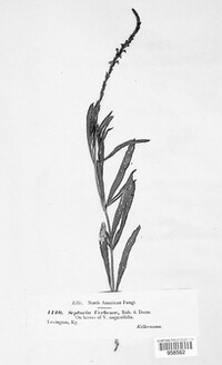 Septoria verbenae image